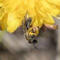 Unidentified Bee (Hymenoptera, Apiformes) at Illilanga & Baroona - 12 Nov 2018 by Illilanga