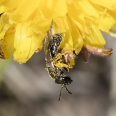 Unverified Bee (Hymenoptera, Apiformes) at Illilanga & Baroona - 12 Nov 2018 by Illilanga