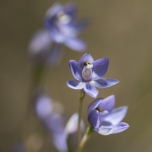 Thelymitra sp. (nuda complex) at Cotter River, ACT - 2 Dec 2018