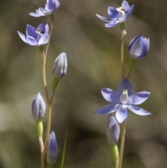 Thelymitra sp. (nuda complex) at Cotter River, ACT - 2 Dec 2018