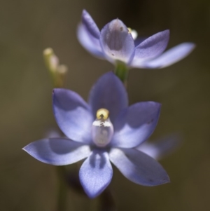 Thelymitra sp. (nuda complex) at Cotter River, ACT - 2 Dec 2018