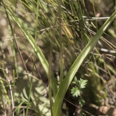 Thelymitra sp. (nuda complex) at Cotter River, ACT - 2 Dec 2018