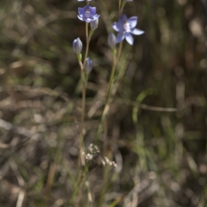 Thelymitra sp. (nuda complex) at Cotter River, ACT - 2 Dec 2018