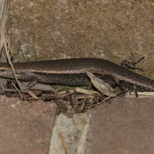 Lampropholis delicata at Acton, ACT - 2 Dec 2018