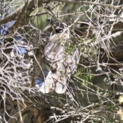 Philemon corniculatus (Noisy Friarbird) at Acton, ACT - 2 Dec 2018 by AlisonMilton