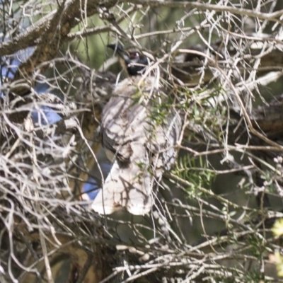 Philemon corniculatus (Noisy Friarbird) at Acton, ACT - 2 Dec 2018 by Alison Milton