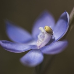 Thelymitra sp. (A Sun Orchid) at Cotter River, ACT - 2 Dec 2018 by GlenRyan