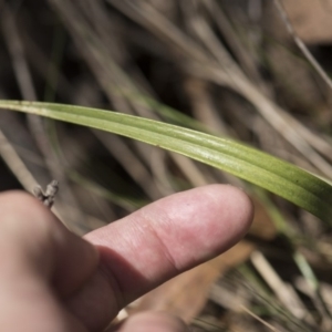 Thelymitra sp. at Cotter River, ACT - suppressed