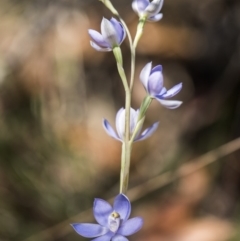 Thelymitra sp. at Cotter River, ACT - suppressed