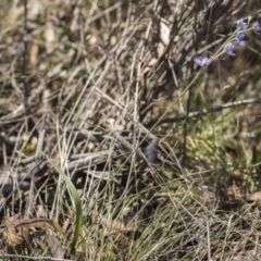 Thelymitra sp. at Cotter River, ACT - 2 Dec 2018