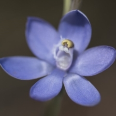 Thelymitra sp. at Cotter River, ACT - suppressed