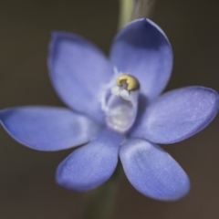 Thelymitra sp. at Cotter River, ACT - 2 Dec 2018