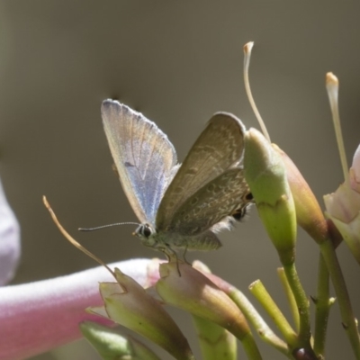 Jalmenus icilius (Amethyst Hairstreak) at ANBG - 2 Dec 2018 by AlisonMilton