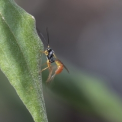 Ichneumonidae (family) (Unidentified ichneumon wasp) at Acton, ACT - 2 Dec 2018 by Alison Milton