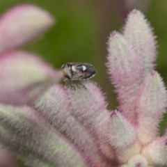 Cermatulus nasalis (Predatory shield bug, Glossy shield bug) at ANBG - 2 Dec 2018 by Alison Milton