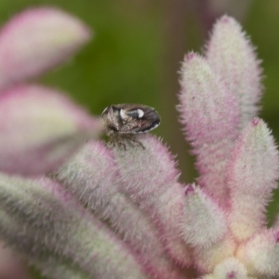 Cermatulus nasalis (Predatory shield bug, Glossy shield bug) at Acton, ACT - 2 Dec 2018 by Alison Milton