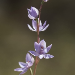 Thelymitra sp. (nuda complex) at Cotter River, ACT - 2 Dec 2018