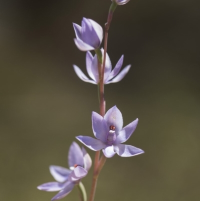 Thelymitra sp. (nuda complex) (Sun Orchid) at Cotter River, ACT - 2 Dec 2018 by GlenRyan