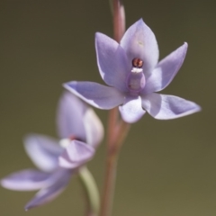 Thelymitra sp. (nuda complex) at Cotter River, ACT - 2 Dec 2018