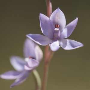 Thelymitra sp. (nuda complex) at Cotter River, ACT - 2 Dec 2018