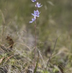 Thelymitra sp. (nuda complex) at Cotter River, ACT - 2 Dec 2018