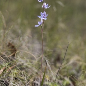 Thelymitra sp. (nuda complex) at Cotter River, ACT - 2 Dec 2018