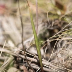 Thelymitra sp. (nuda complex) at Cotter River, ACT - 2 Dec 2018