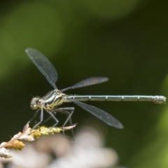 Austroargiolestes icteromelas (Common Flatwing) at ANBG - 2 Dec 2018 by Alison Milton