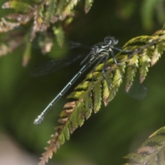 Austroargiolestes icteromelas at Acton, ACT - 2 Dec 2018