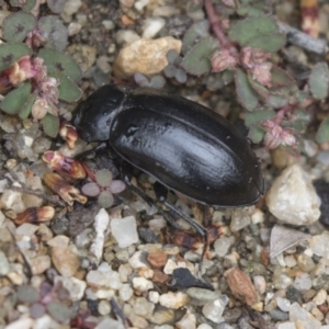 Pachycoelia sp. (genus) at Hackett, ACT - 2 Dec 2018 10:33 AM