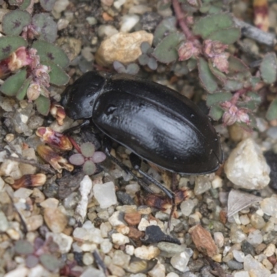 Pachycoelia sp. (genus) (A darkling beetle) at Hackett, ACT - 1 Dec 2018 by Alison Milton