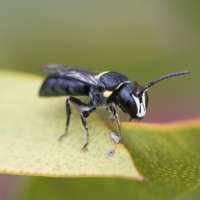 Hylaeus (Hylaeorhiza) nubilosus (A yellow-spotted masked bee) at Michelago, NSW - 10 Nov 2018 by Illilanga