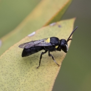 Hylaeus (Hylaeorhiza) nubilosus at Michelago, NSW - 10 Nov 2018