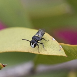 Hylaeus (Hylaeorhiza) nubilosus at Michelago, NSW - 10 Nov 2018