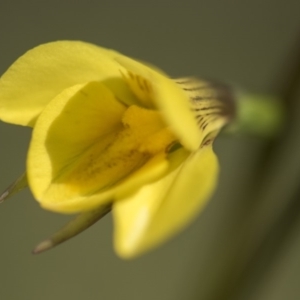 Diuris monticola at Paddys River, ACT - 2 Dec 2018