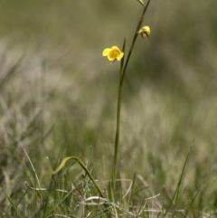 Diuris monticola at Paddys River, ACT - 2 Dec 2018