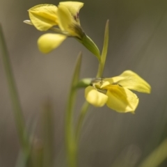 Diuris monticola at Paddys River, ACT - 2 Dec 2018