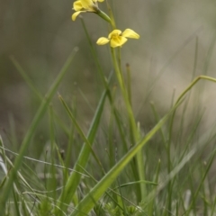 Diuris monticola at Paddys River, ACT - 2 Dec 2018