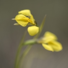 Diuris monticola at Paddys River, ACT - 2 Dec 2018