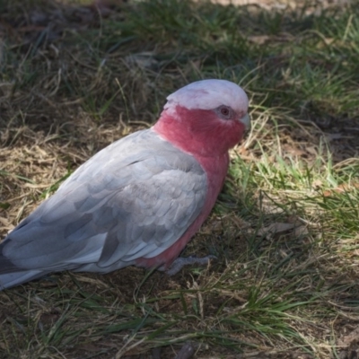 Eolophus roseicapilla (Galah) at Acton, ACT - 1 Dec 2018 by AlisonMilton