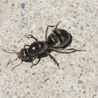 Iridomyrmex sp. (genus) (Ant) at Australian National University - 30 Nov 2018 by Alison Milton