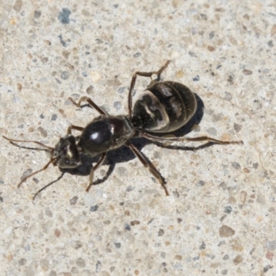 Iridomyrmex purpureus (Meat Ant) at Acton, ACT - 1 Dec 2018 by AlisonMilton