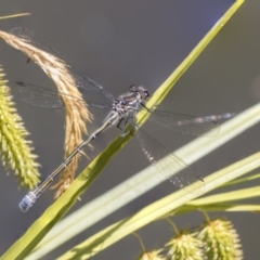 Austroargiolestes icteromelas (Common Flatwing) at ANBG - 1 Dec 2018 by Alison Milton