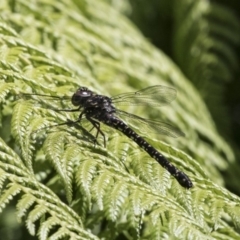 Austroaeschna multipunctata (Multi-spotted Darner) at ANBG - 30 Nov 2018 by Alison Milton