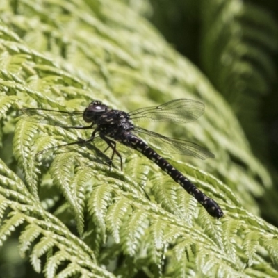 Austroaeschna multipunctata (Multi-spotted Darner) at Acton, ACT - 30 Nov 2018 by AlisonMilton