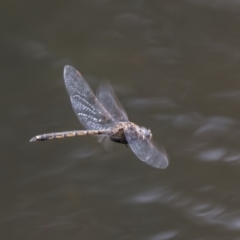 Hemicordulia tau (Tau Emerald) at Acton, ACT - 30 Nov 2018 by AlisonMilton