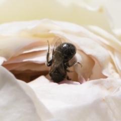 Lasioglossum (Chilalictus) sp. (genus & subgenus) at Michelago, NSW - 11 Nov 2018 10:32 AM