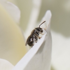 Lasioglossum (Chilalictus) sp. (genus & subgenus) at Michelago, NSW - 11 Nov 2018 10:32 AM