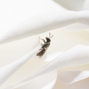 Lasioglossum (Chilalictus) sp. (genus & subgenus) at Michelago, NSW - 11 Nov 2018 10:32 AM