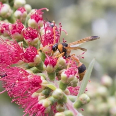Delta bicinctum (Potter wasp) at Michelago, NSW - 18 Nov 2018 by Illilanga